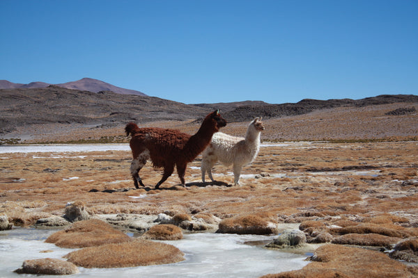Le Baby Alpaga : sur la route des Incas