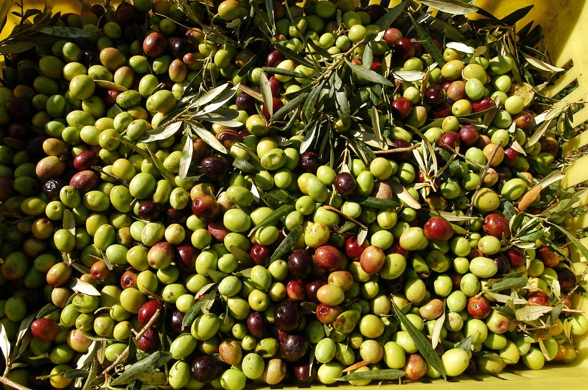 olives made in france