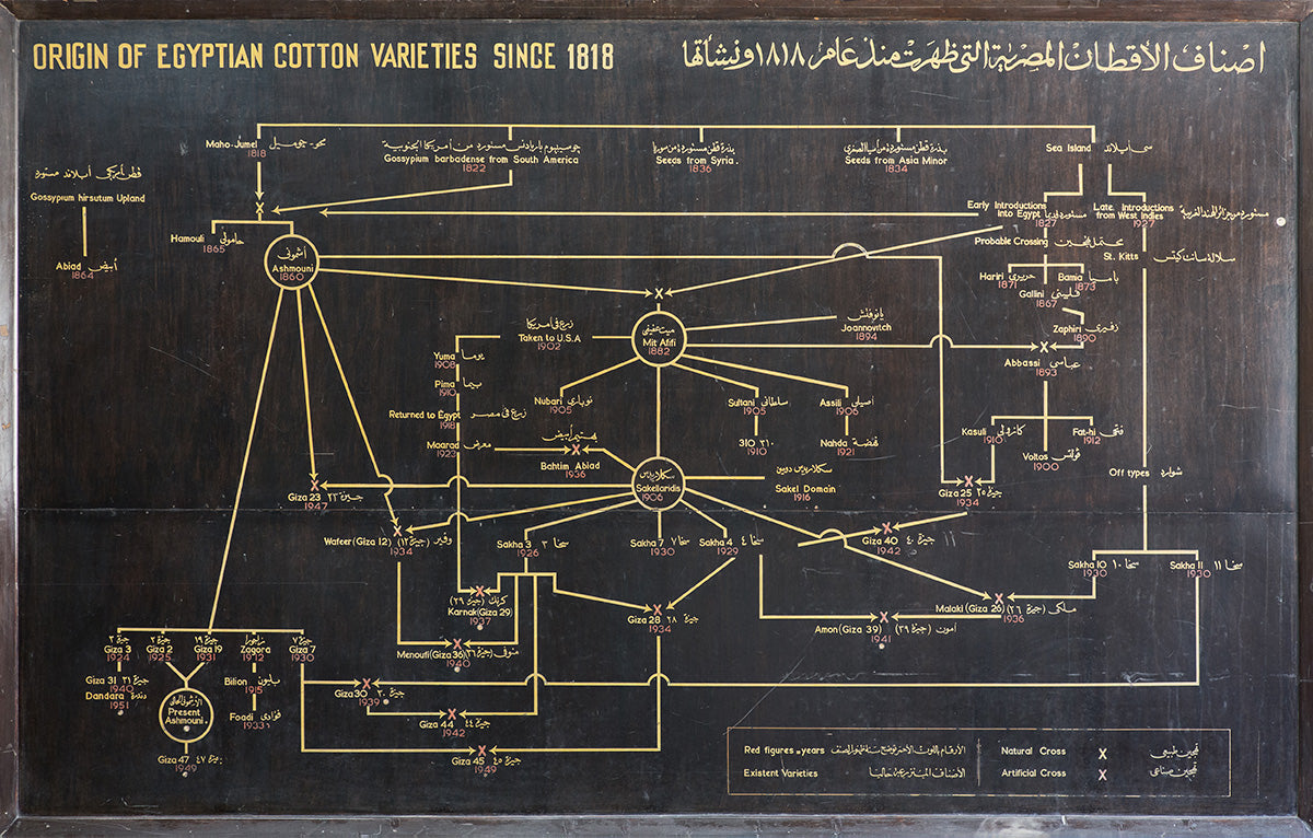 coton giza egyptien
